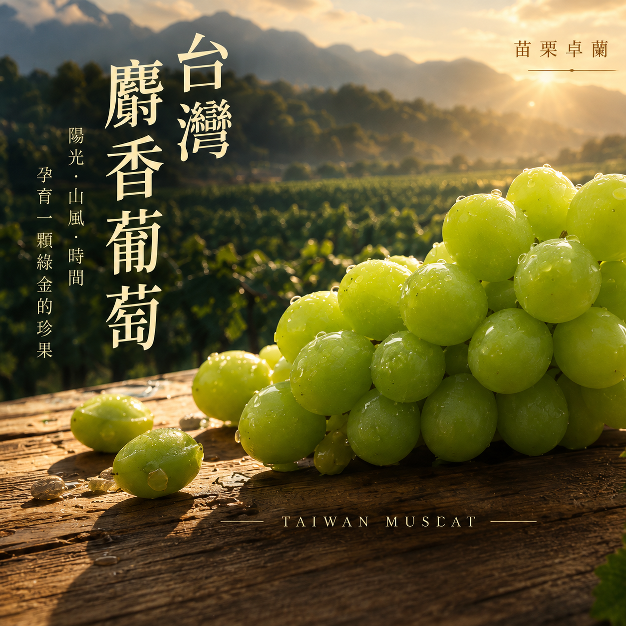 麝香葡萄-台灣卓蘭