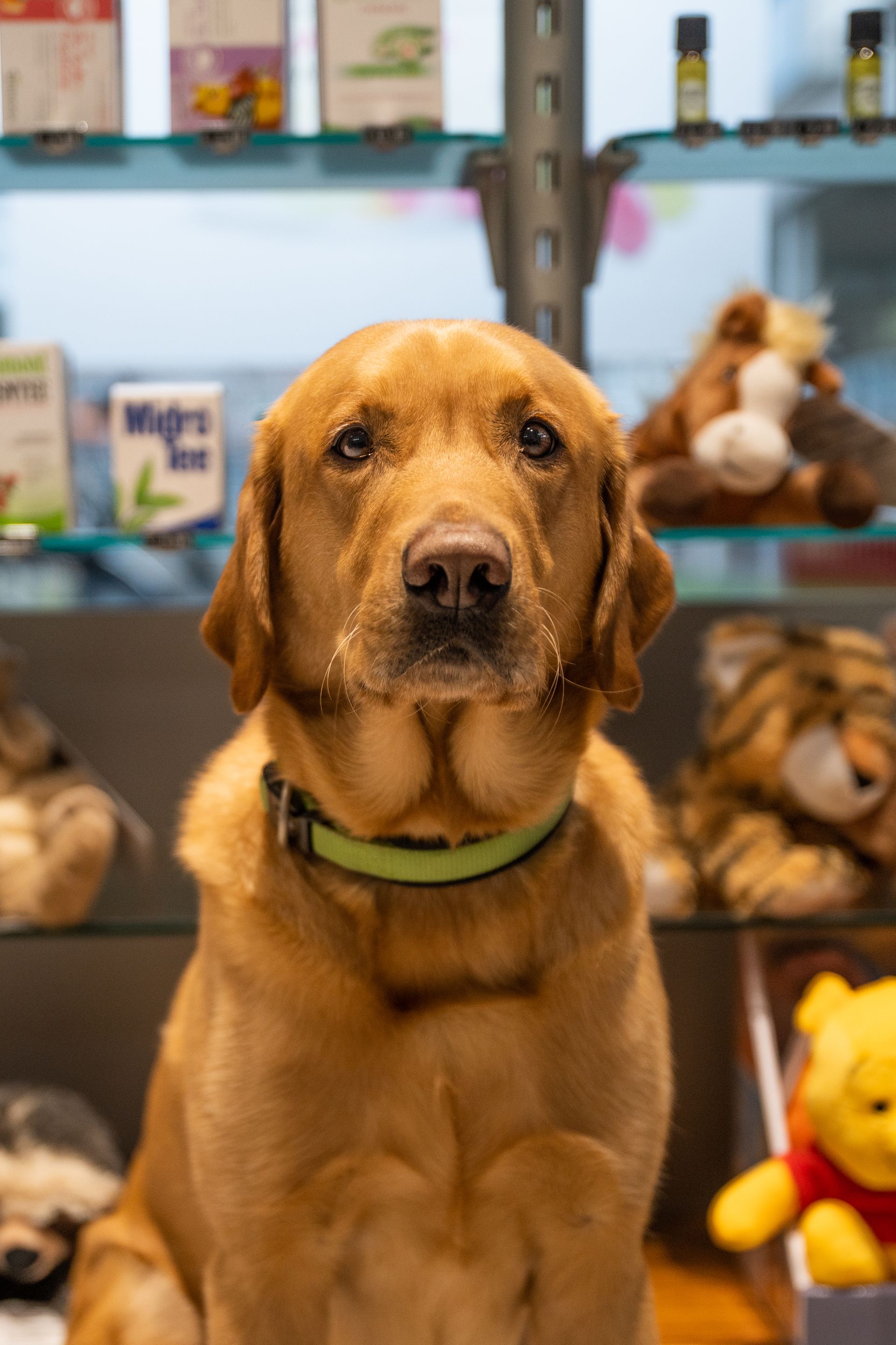 Maicon LabrAPO Retriever