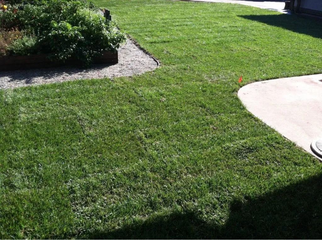 A lush green lawn next to a gravel garden bed and a curved concrete walkway.