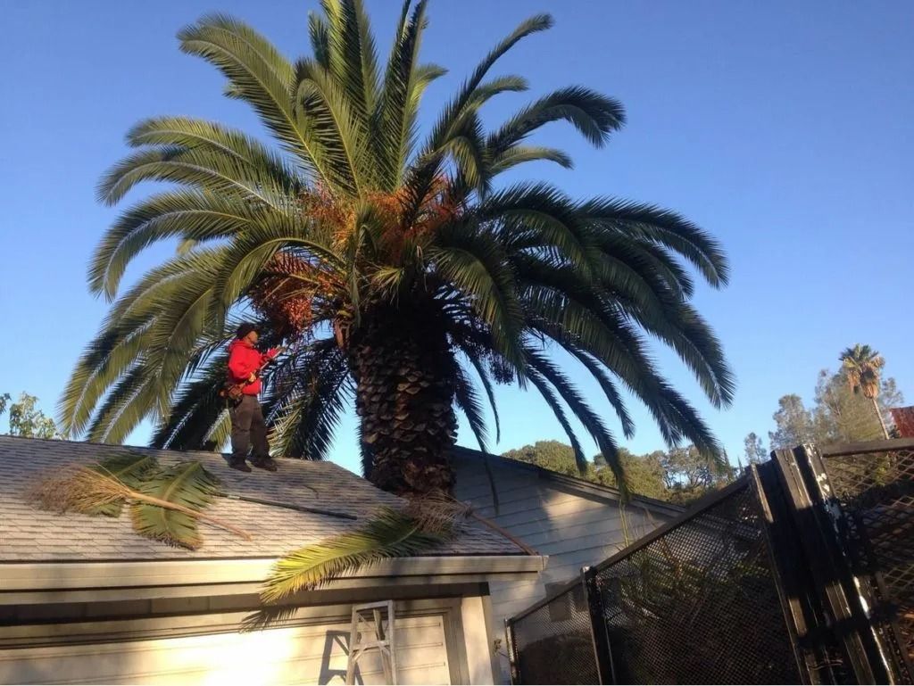 A person in a red jacket stands on a residential roof, trimming a large palm tree in the bright afternoon sunlight.