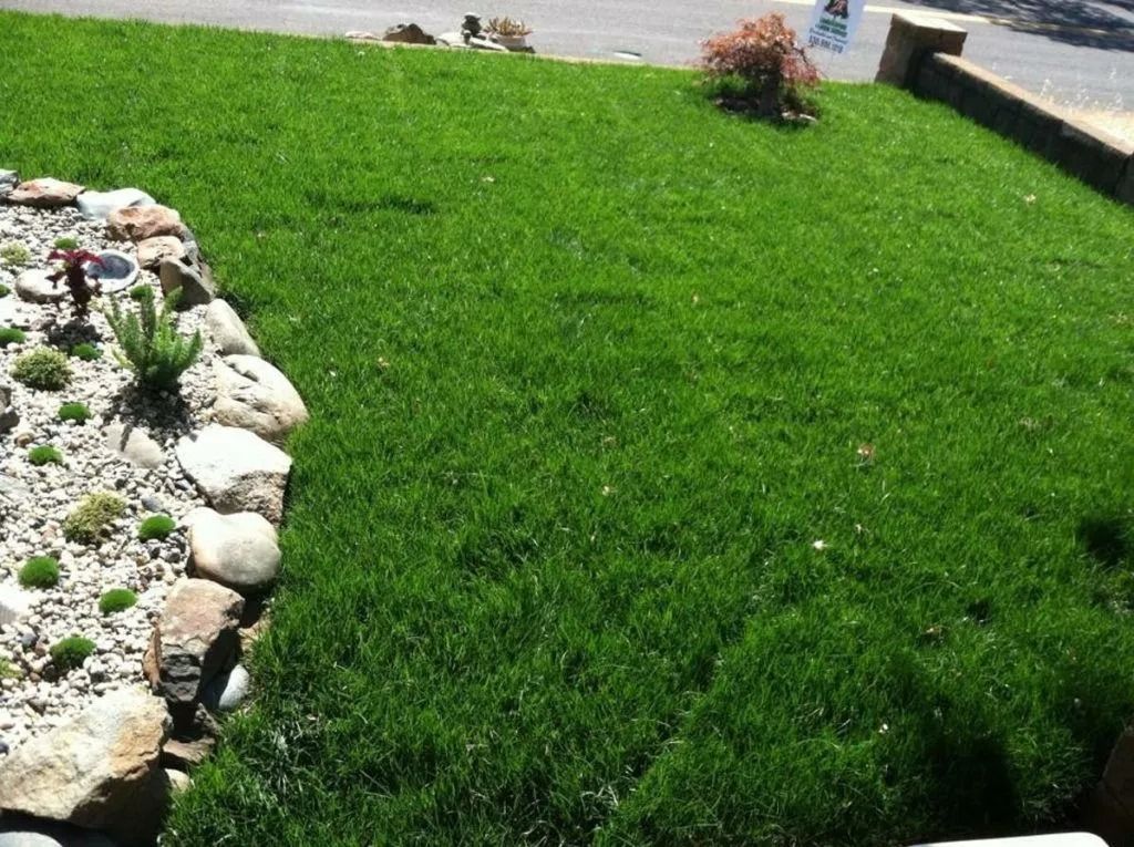 A vibrant green lawn next to a curved rock-lined garden bed on a sunny day.