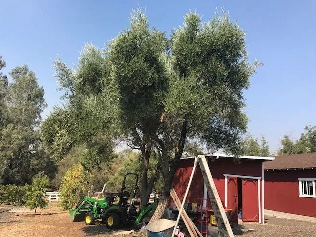 A large olive tree stands next to a green tractor and a red shed under a clear blue sky.