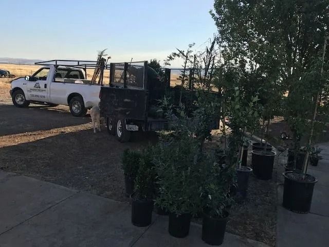 A white pickup truck with a trailer loaded with plants is parked in a gravel lot next to several potted trees.
