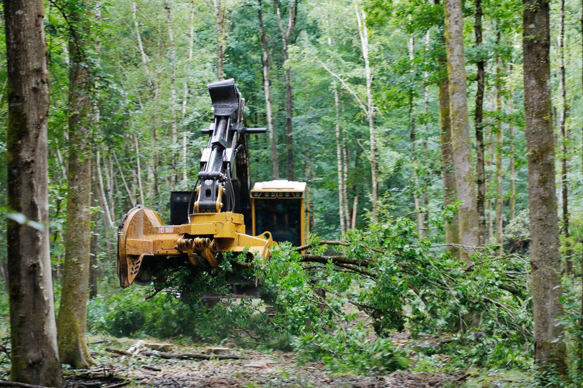Yellow forestry machine clearing branches in a green forest.