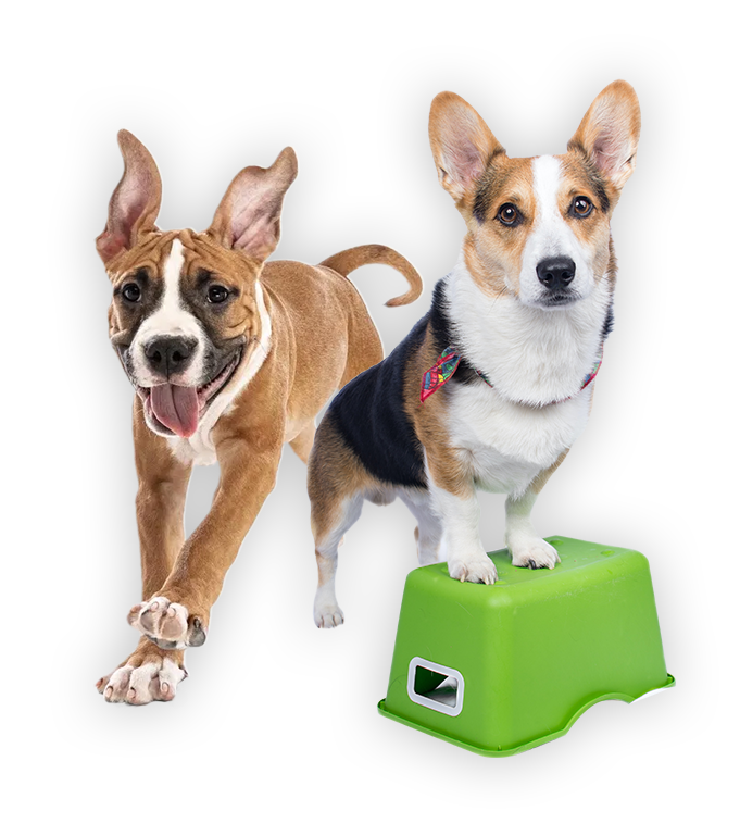 two dogs