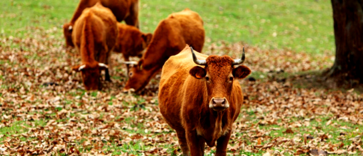 A group of brown cows grazing in a field covered with fallen autumn leaves, with one cow facing the camera.