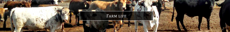 A herd of cattle in various colors, including white, black, and brown, standing in a dirt-filled outdoor enclosure.