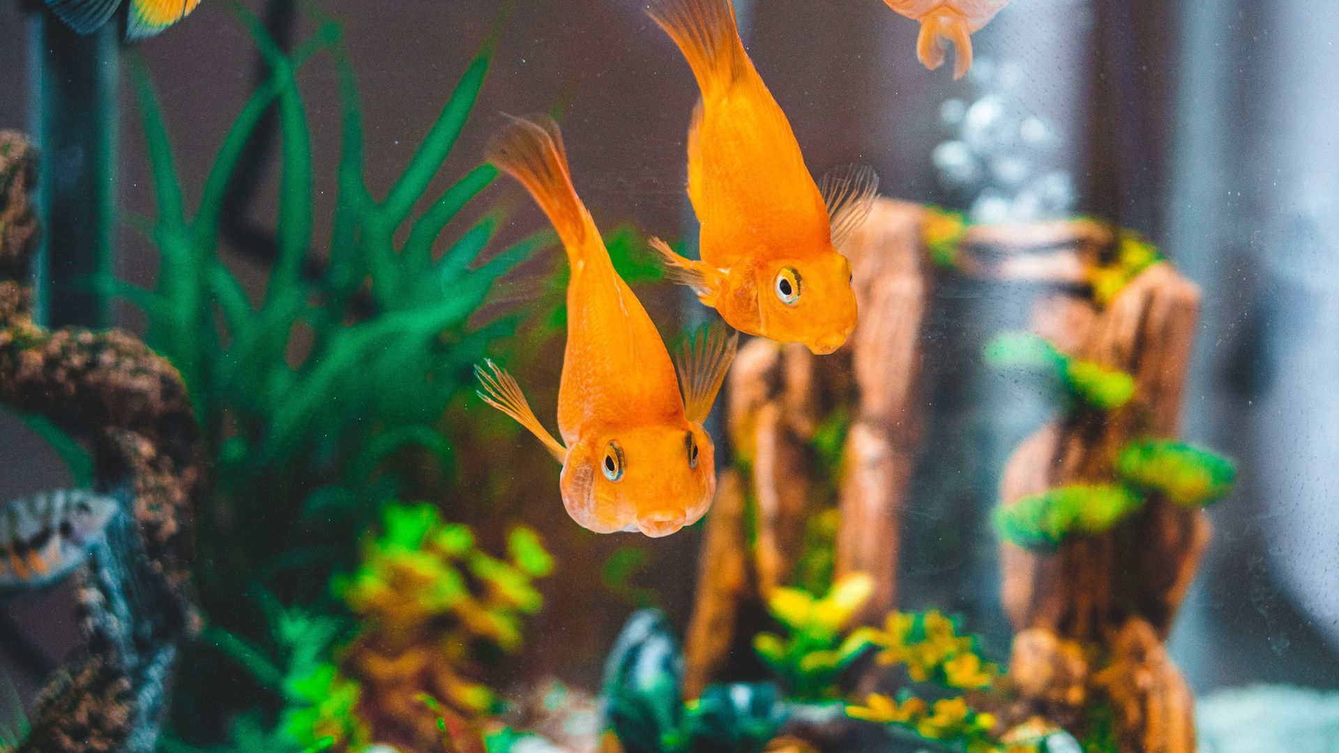 Two bright orange fish swimming in a colorful aquarium with green plants and rocks