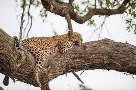 Africa Adventure 3