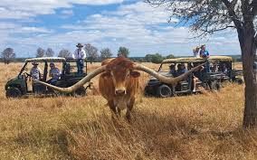 Longhorn steer in a field with spectators and off-road vehicles behind it