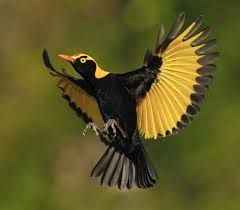Black bird with yellow wings and tail spread mid-flight against a blurred green background