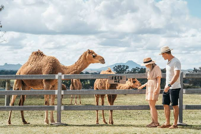 Two camels behind a fence with two people in a sunny pasture under cloudy skies