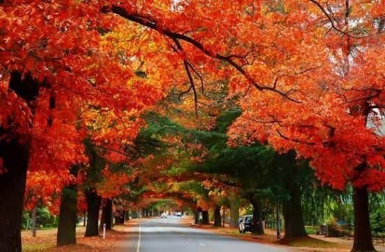 Tree-lined road tunnel under vivid red autumn leaves