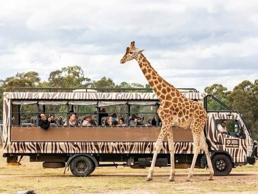 Tour bus with passengers beside a giraffe in a safari park, with a giraffe-print vehicle and open savannah.