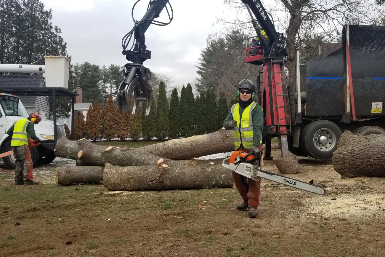 Tree Trimming & Pruning Springfield, MA Mendez Tree Service LLC