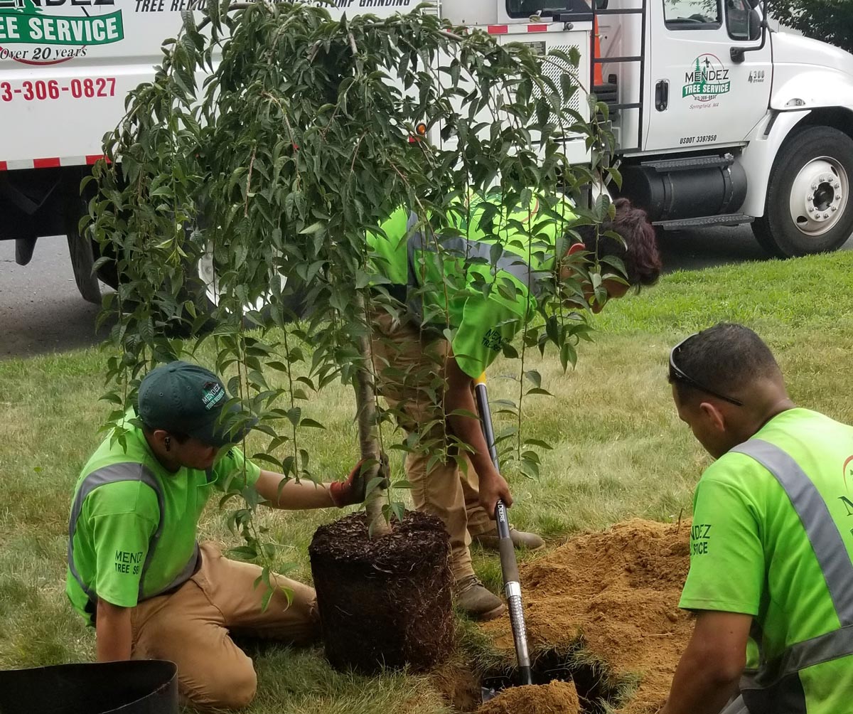 Men Planting Tree — Springfield, MA — Mendez Tree Service LLC Men Planting Tree — Springfield, MA — Mendez Tree Service LLC