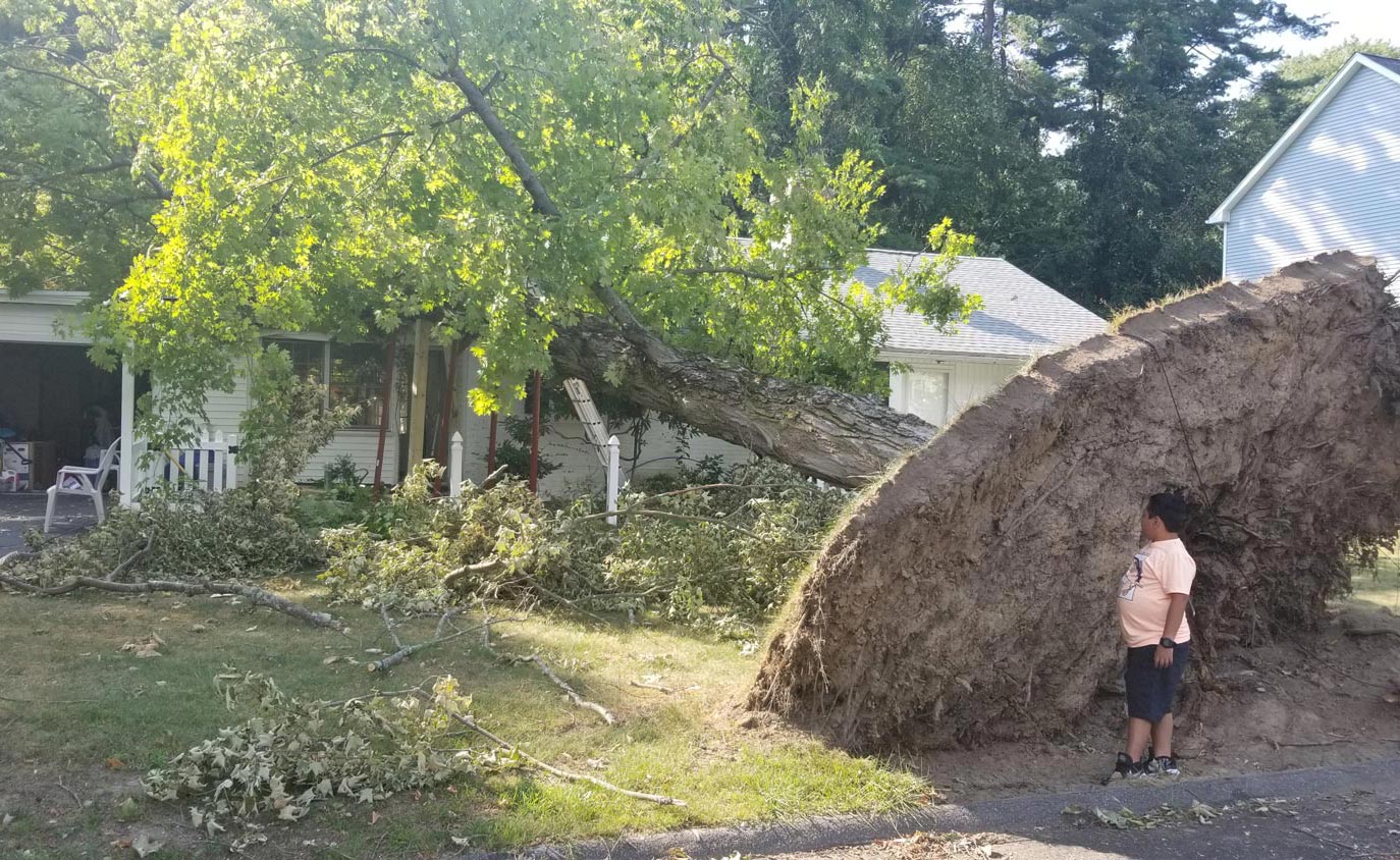 Tree Fall Off — Springfield, MA — Mendez Tree Service LLC