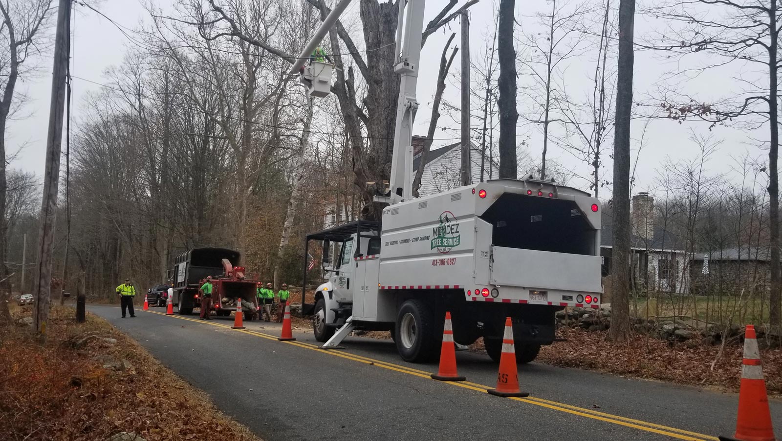 Removing Old Tree — Springfield, MA — Mendez Tree Service LLC