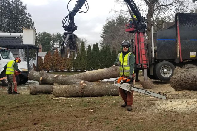 Men With Large Tree Branches — Springfield, MA — Mendez Tree Service LLC