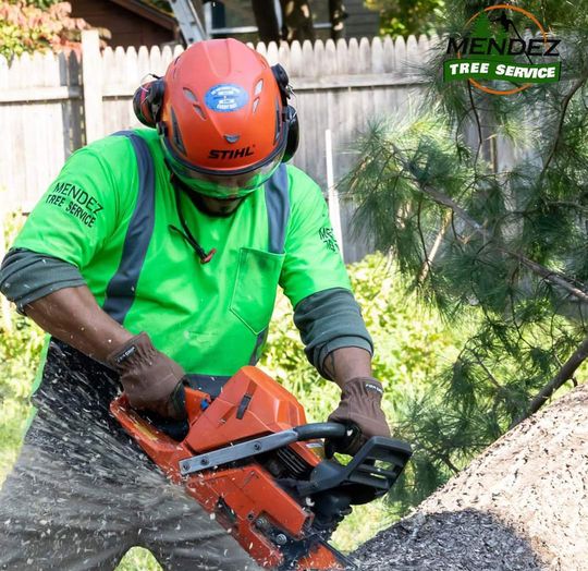 Tree Removal — Springfield, MA — Mendez Tree Service LLC