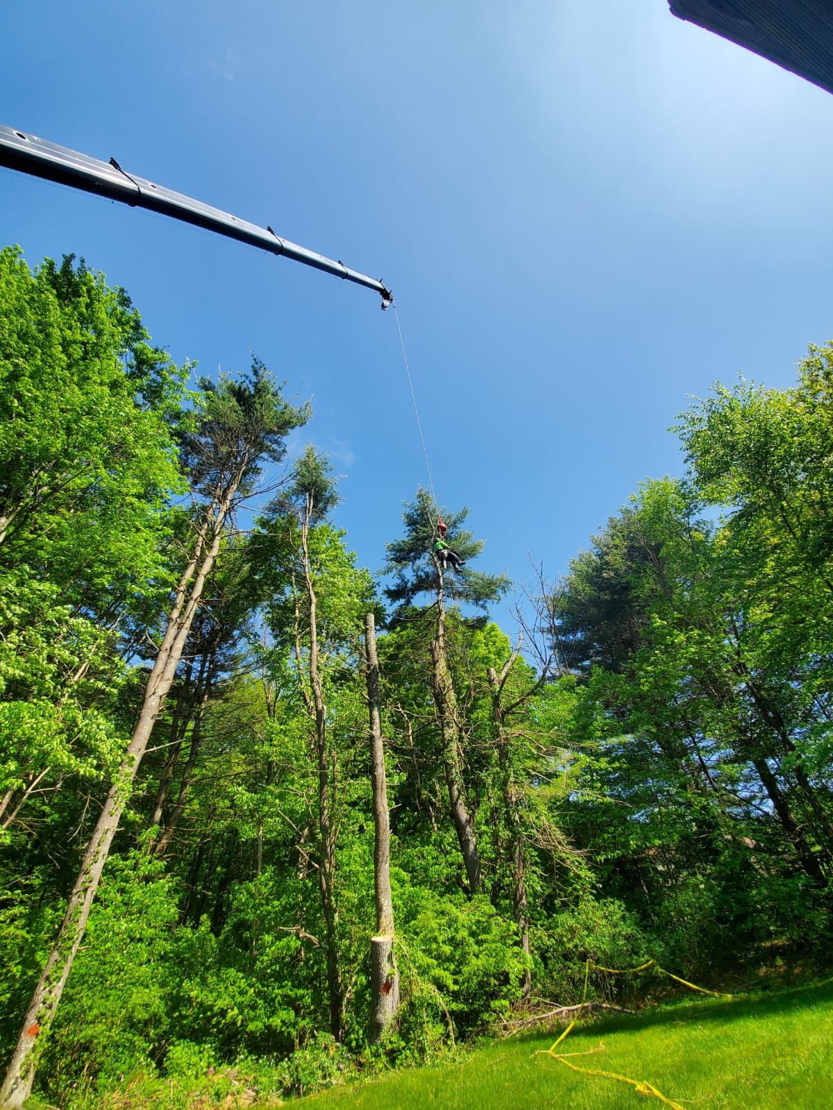 Man Cutting Tall Trees — Springfield, MA — Mendez Tree Service LLC
