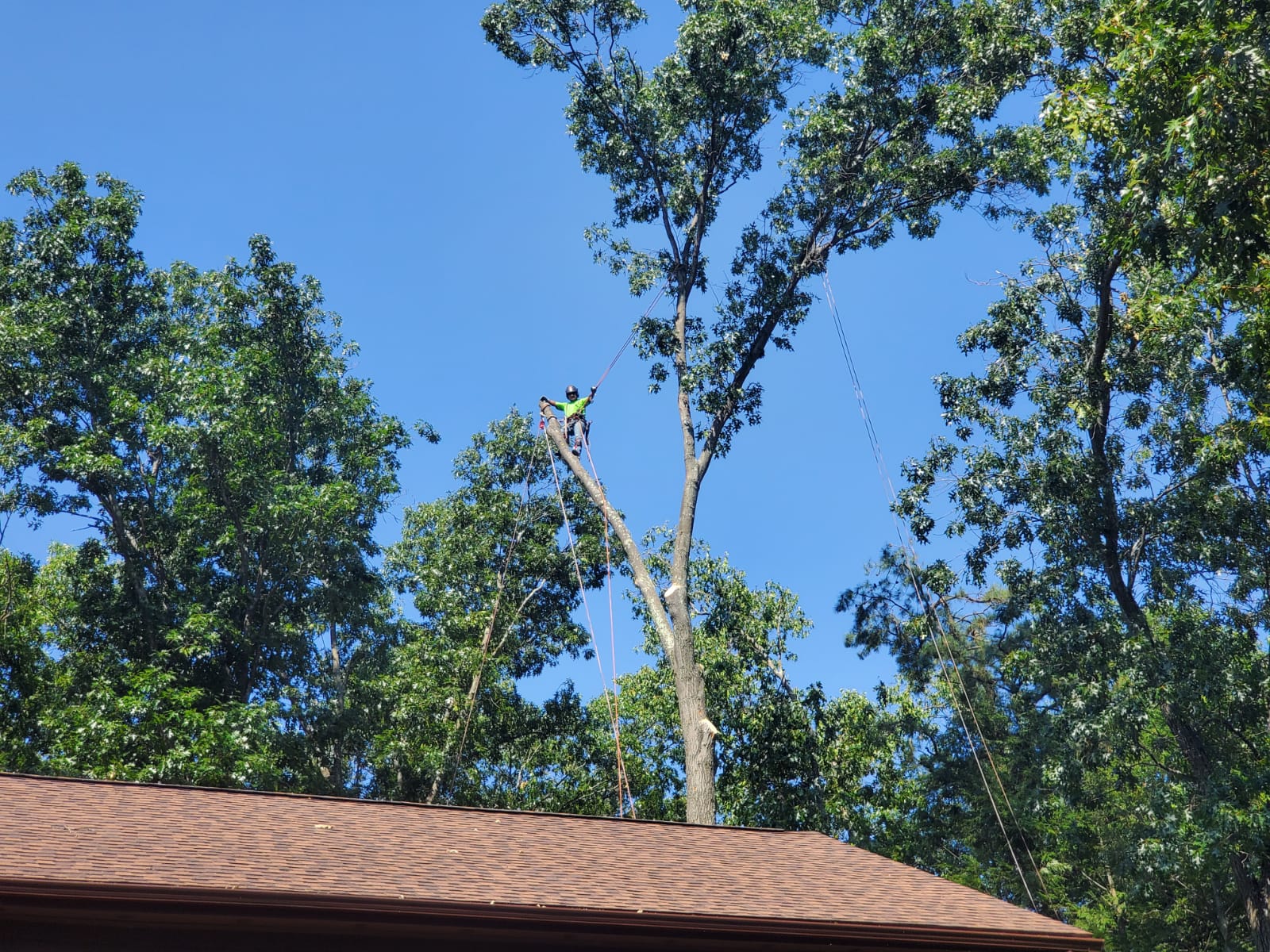 Man On Top Of Tall Tree — Springfield, MA — Mendez Tree Service LLC