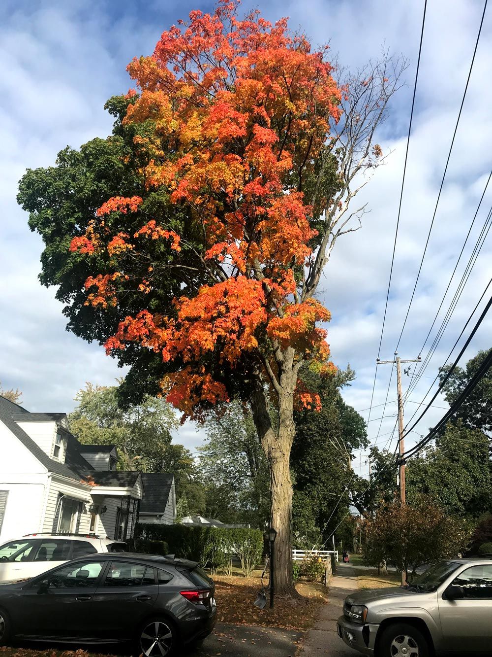 Tree With Green And Orange Leaves — Springfield, MA — Mendez Tree Service LLC