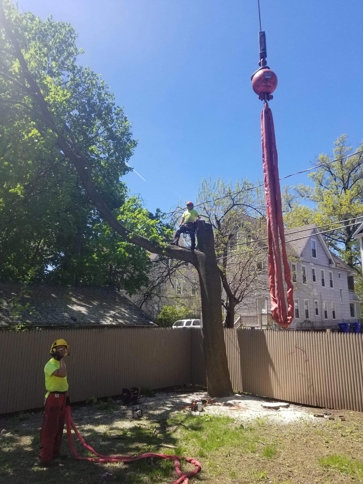 Two Men Removing Tree — Springfield, MA — Mendez Tree Service LLC