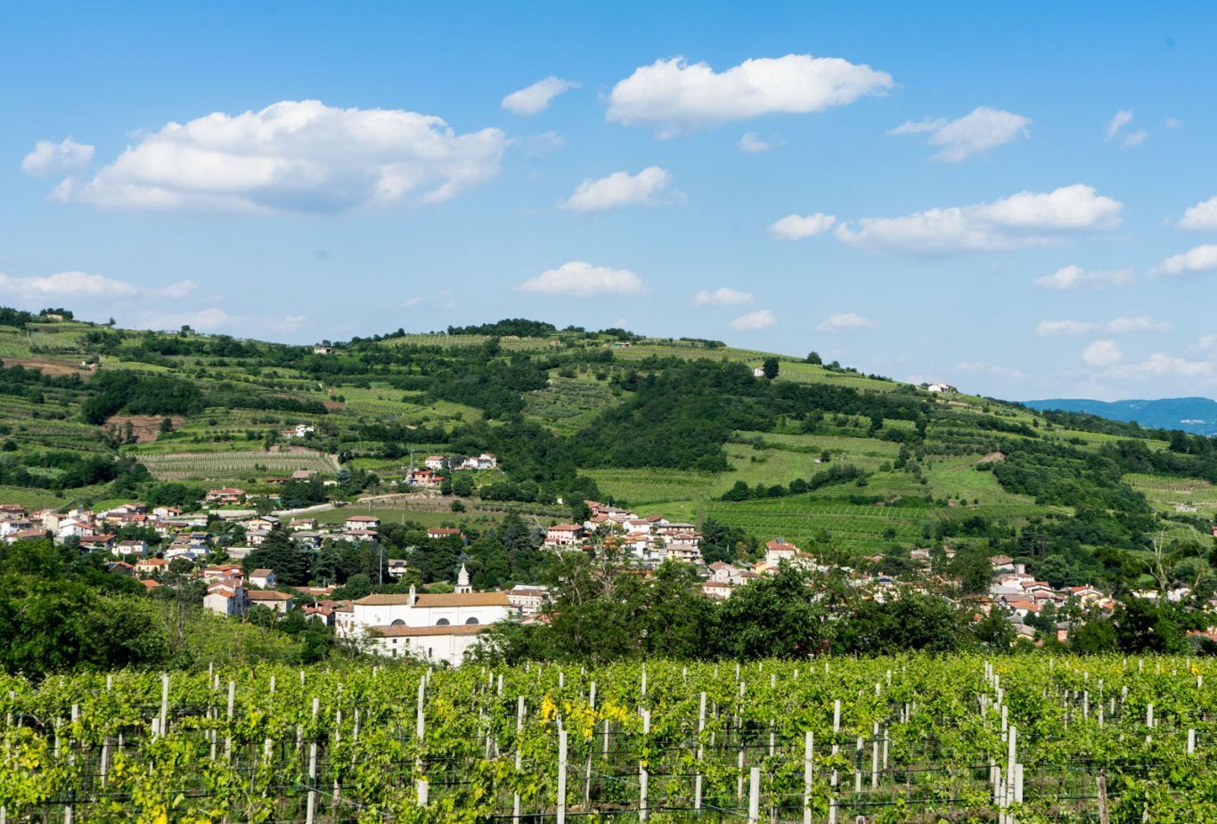 An image of a vineyard in the Gambellara hills of Veneto, Italy