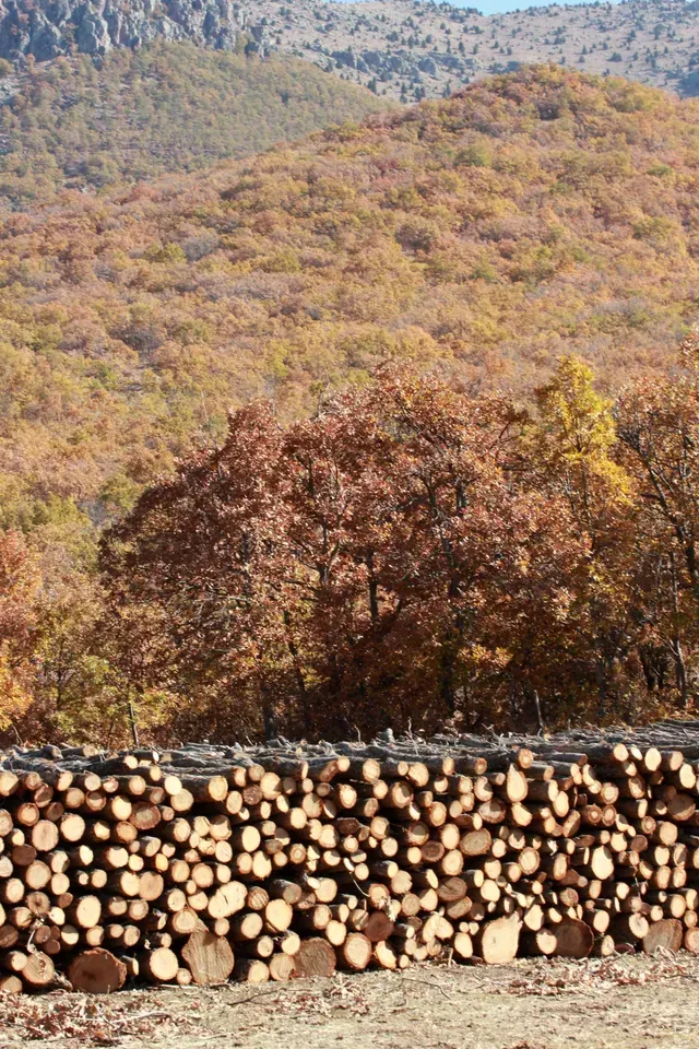 forêt