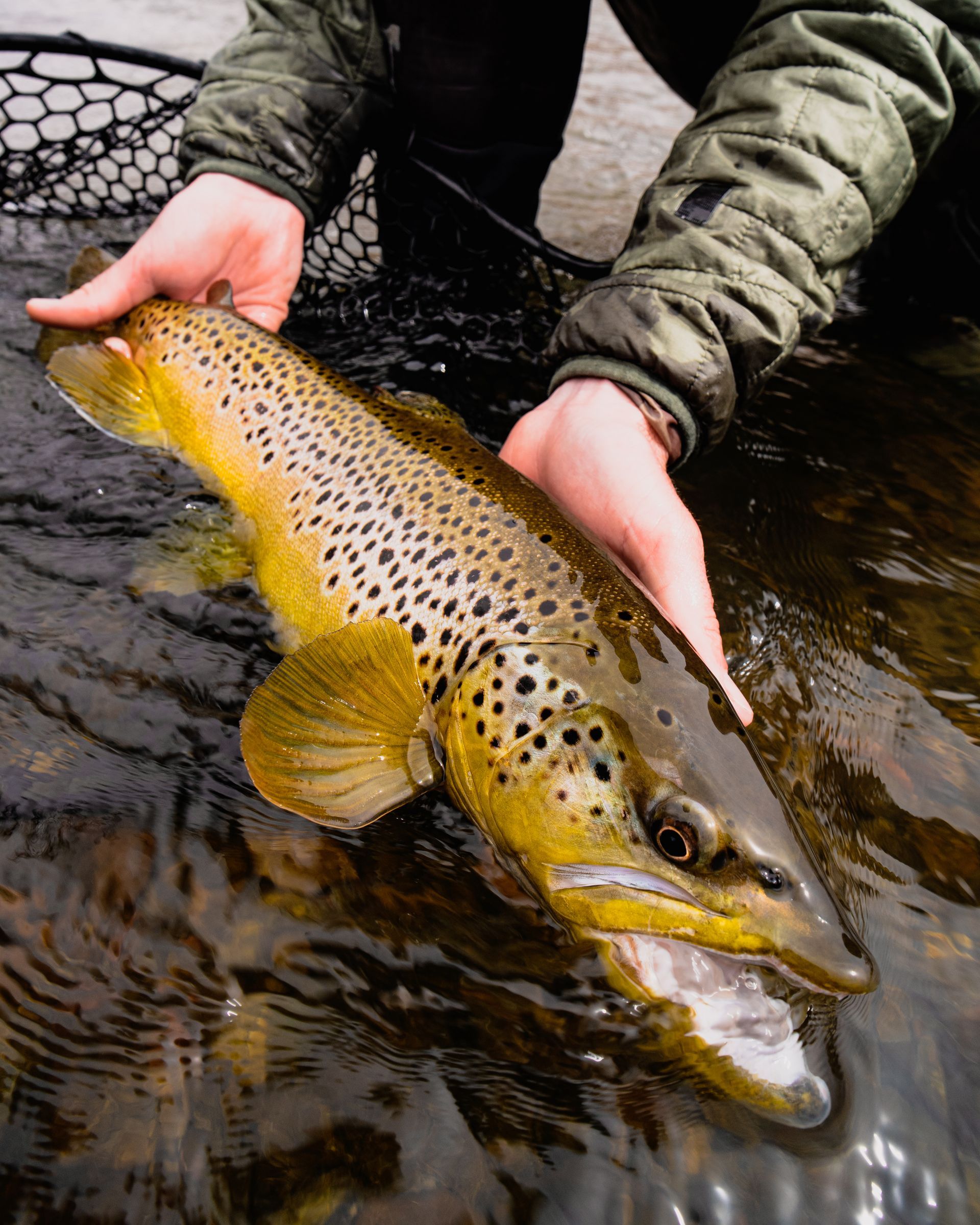 Hands holding a golden-brown spotted trout above dark water in a net