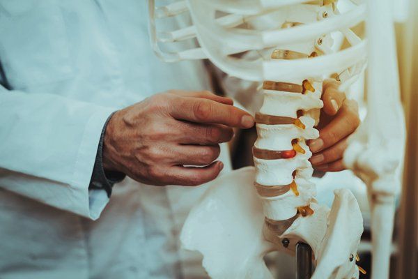 Spine Model — Superior, WI — Kintop Chiropractic & Wellness Clinic Spine Model — Superior, WI — Kintop Chiropractic & Wellness Clinic