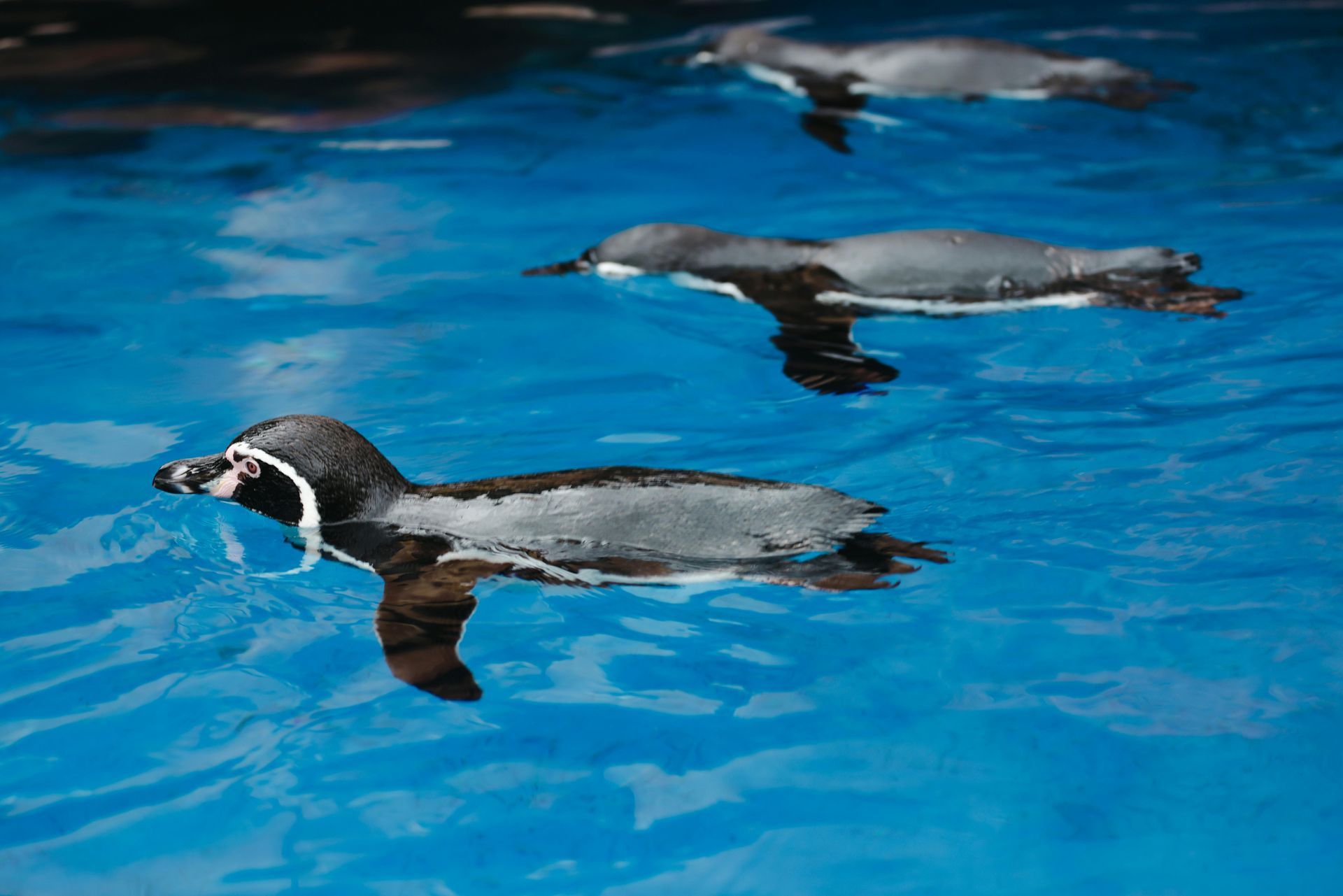 A Swimming Pool With Penguins — Penguin Pools In Robina, QLD