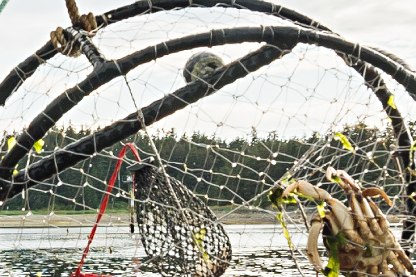 Dungeness crab clusters