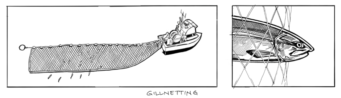 gillnetting fishing