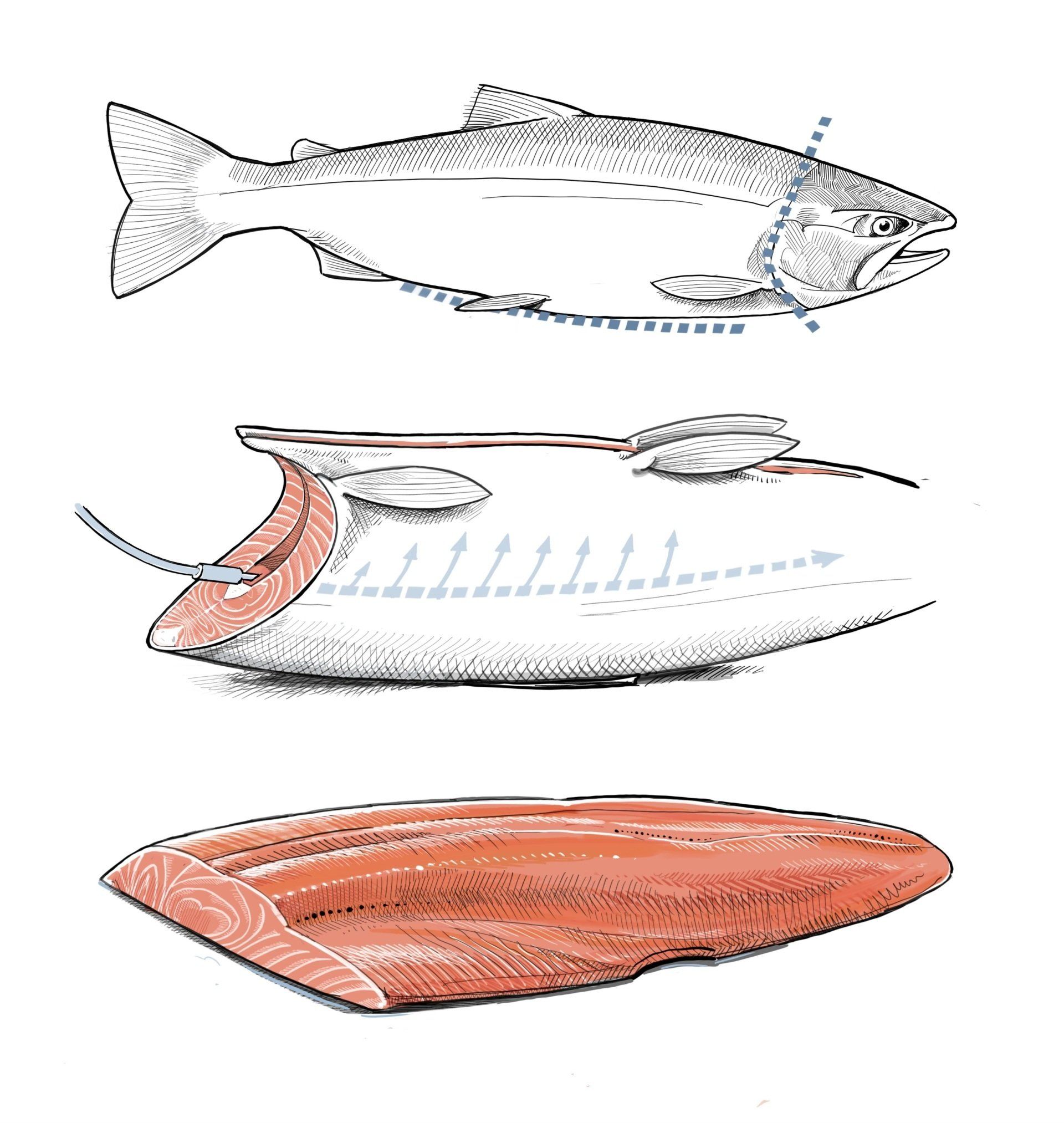 pressure bled Alaskan salmon from Sea to Shore Seafood