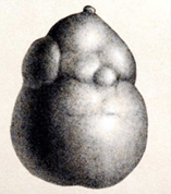 Polymetallic nodule