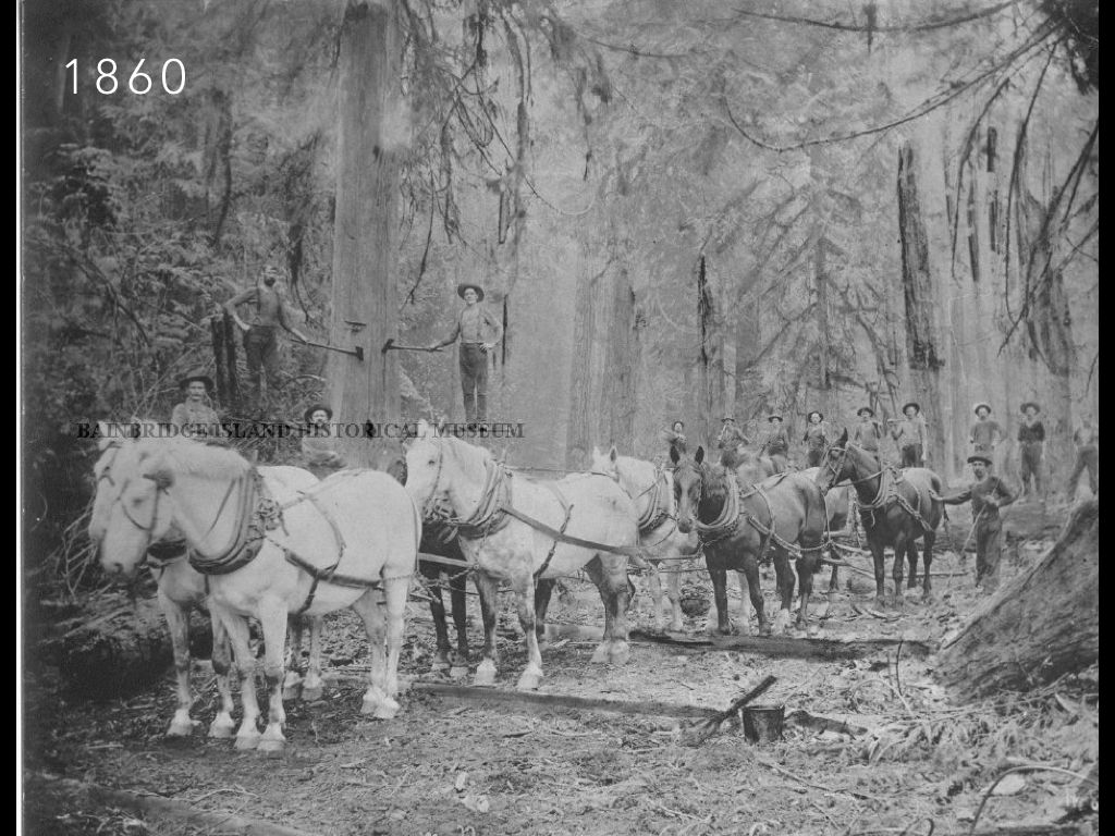 A black and white photo of horses pulling logs in the woods
