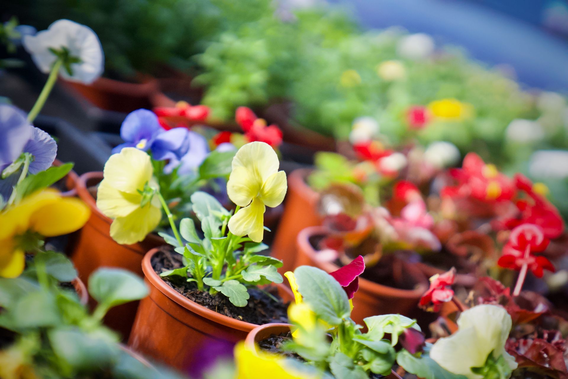 A picture of flowers from local Watsonia Shops business, Biz Buzz Handy Hardware.