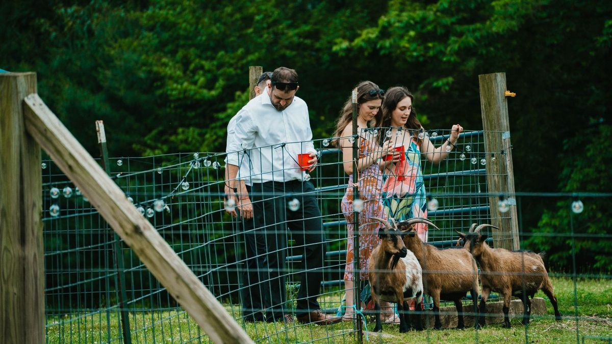 Wedding guests walk beside the farm’s animal enclosure