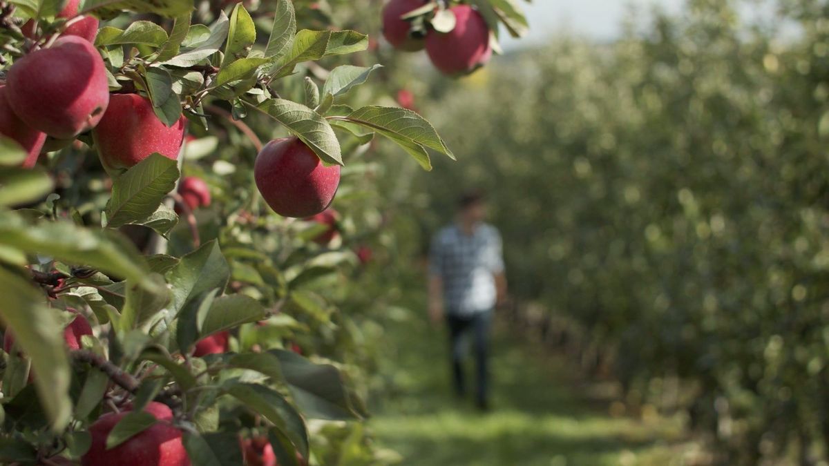 Apples on a tree introduce an orchard sequence