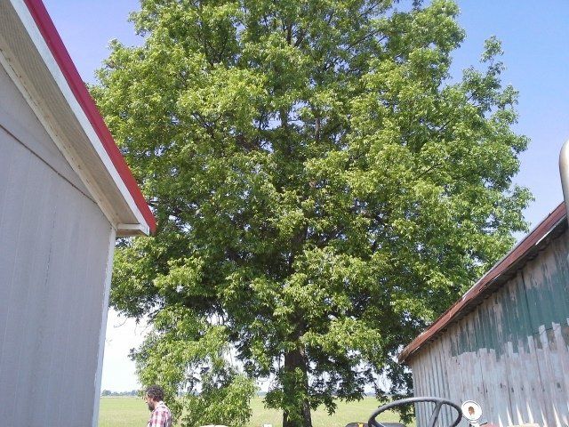 tree services