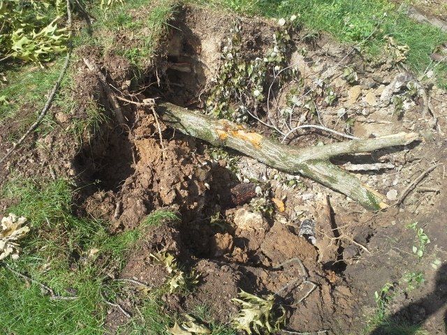 Tree Root