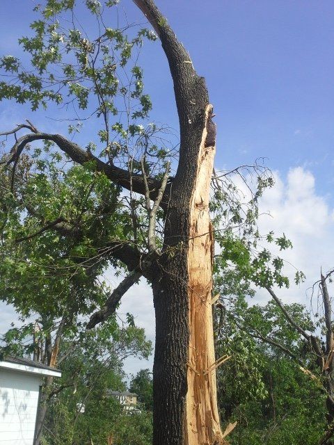 Cracked tree