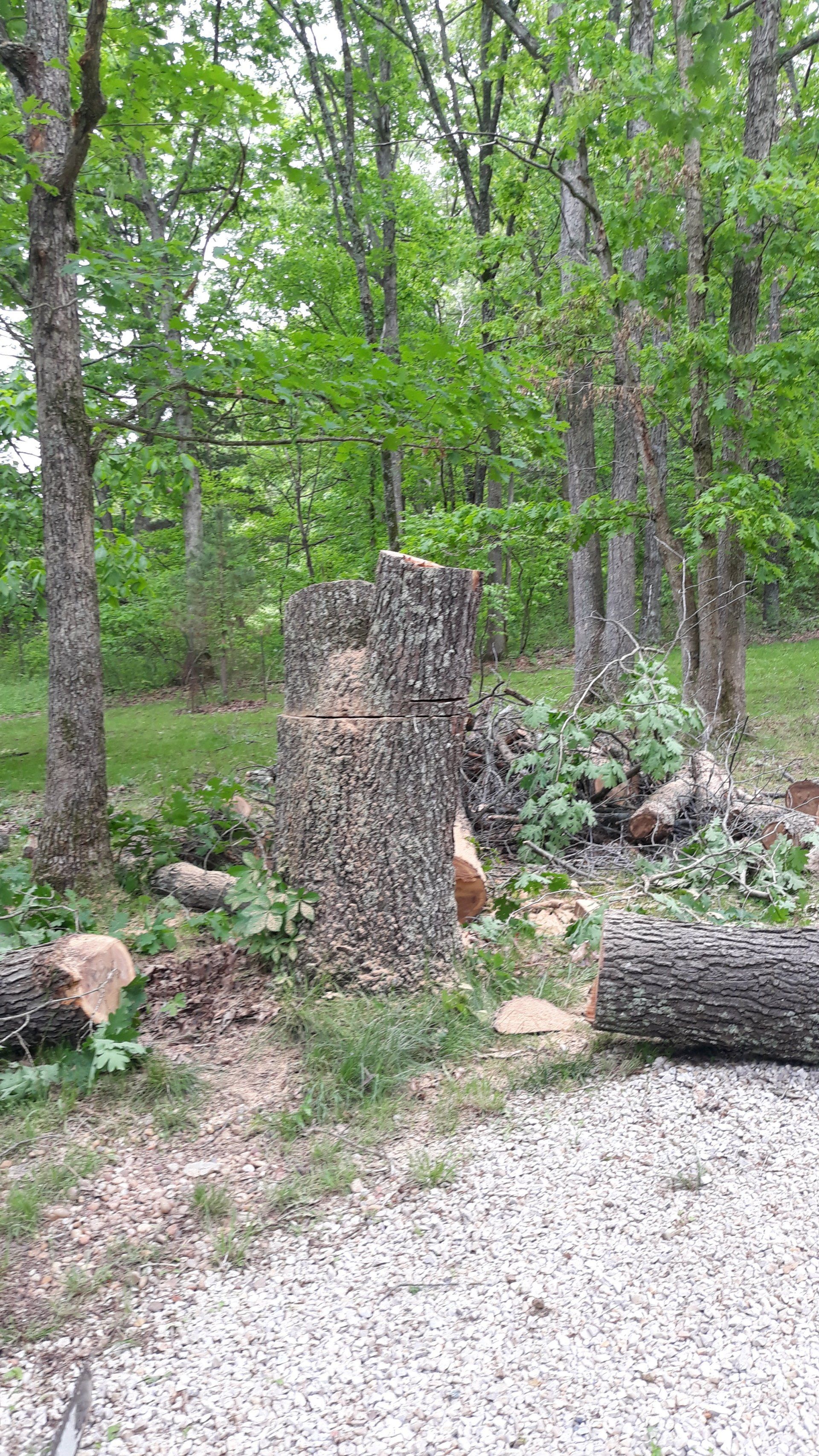 Tree Stump