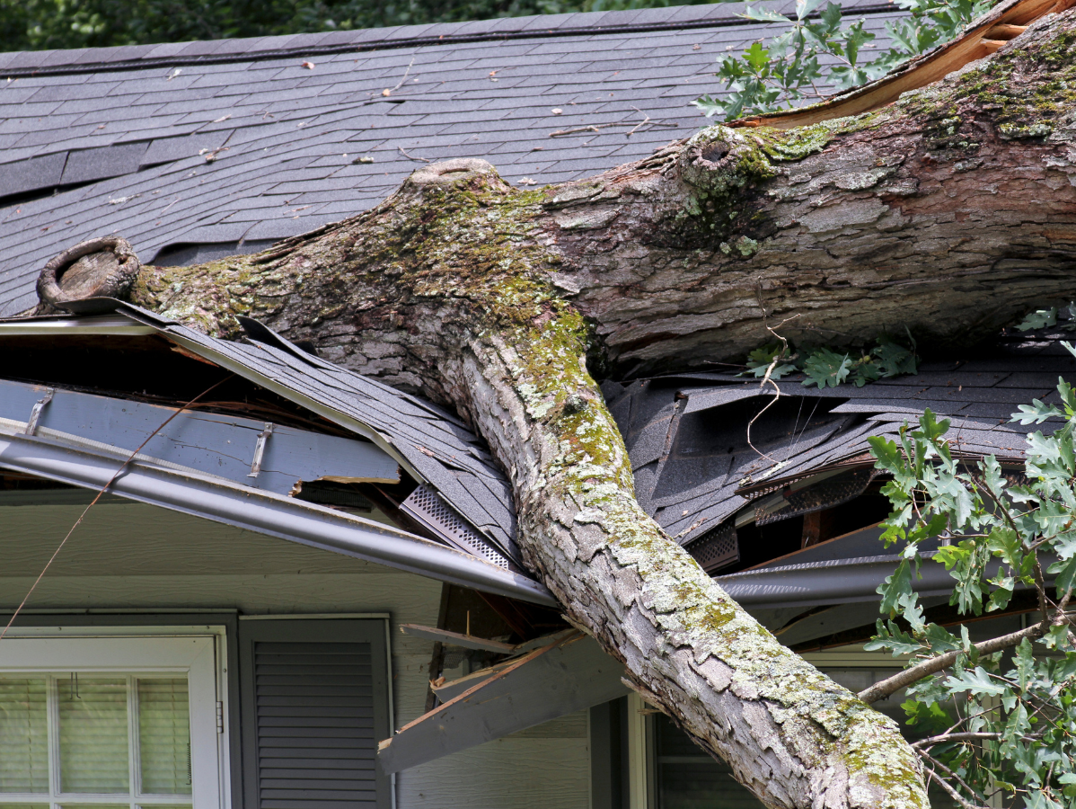 Large tree trunk fallen across a house roof, damaging shingles and gutter.