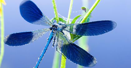 Dragonfly