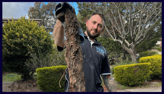 Plumber holding tree roots removed from a blocked drain.