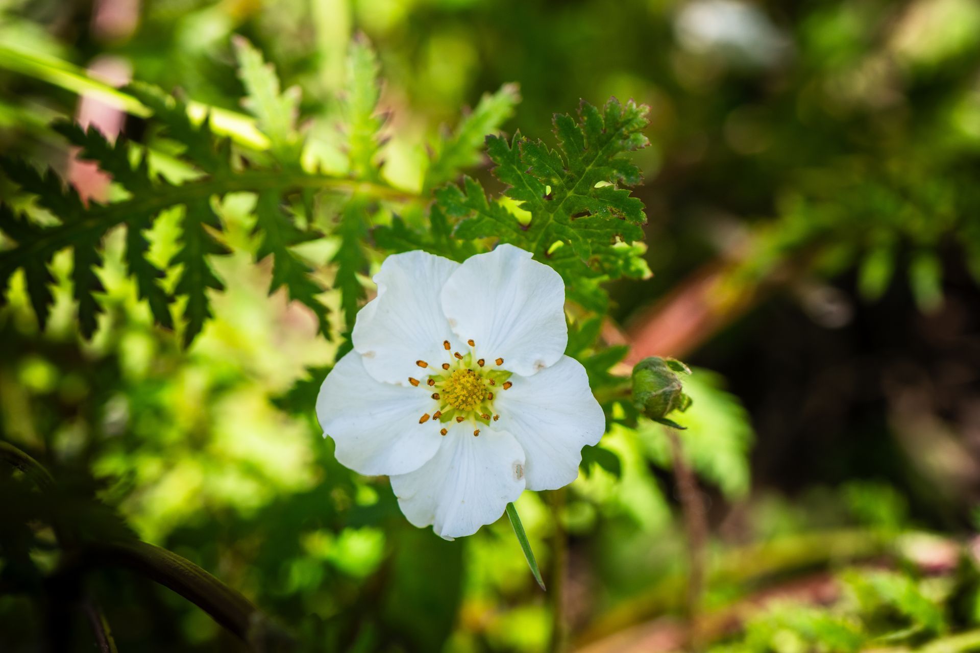 White wildflower with yellow center blooming among green leaves and blurred foliage background