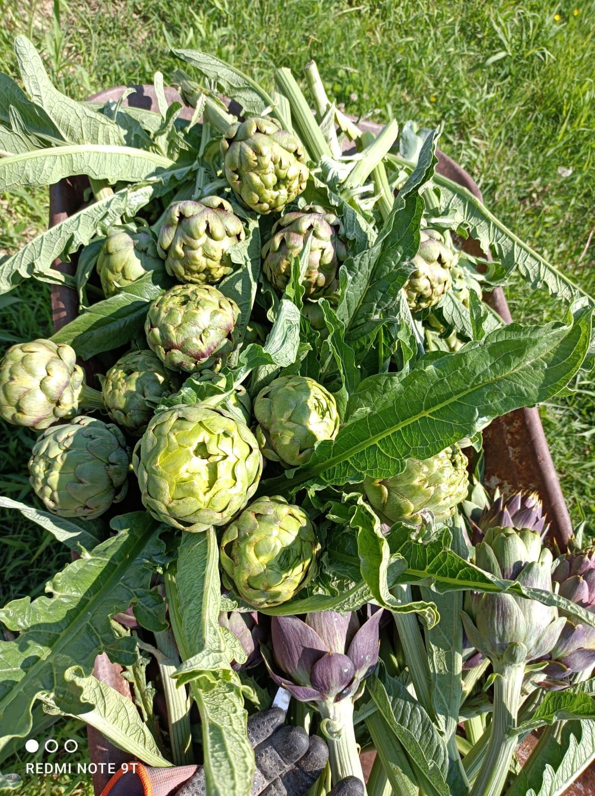 azienda agricola San Benedetto po